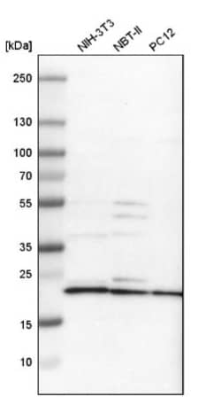 MRPL40 Antibody, Novus Biologicals:Antibodies:Primary Antibodies
